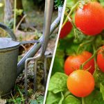 En liter av detta gödselmedel i slutet av juli –