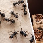 Insekter kommer att glömma vägen in i ditt hem: ett