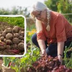 Månkalender för augusti 2025: vad man ska plantera och vad