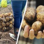 När man ska gräva potatis 2025 enligt månkalendern: endast dessa