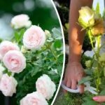 Rosor kommer att glädja sig med kontinuerliga blommor: vad du