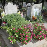 Självblommande och underhållsfritt: 4 perfekta blommor för gravlandskap