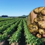Ukrainare rekommenderas att klippa potatishulm före skörd: varför det är