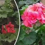 Varför pelargoner inte blommar: misstag som hindrar knoppar från att