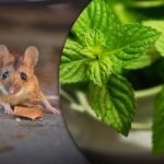 Du kan glömma fällor: en produkt får mössen att springa