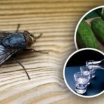 Flugor kommer att försvinna direkt: de bästa naturläkemedlen mot insekter