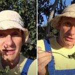 Hur man förstör portulaca i grönsaksgården: den kinesiska metoden för
