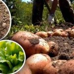 Sängen efter potatis kan överraska dig: här är vad du