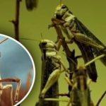 Skördens mysterium: hur en växt får gräshoppor att kringgå fält