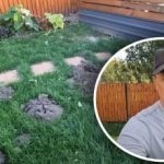 Vad får mullvadar att springa iväg för gott: råd från