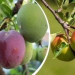 Varför äpplen, plommon och päron ruttnar direkt på trädet: metoder