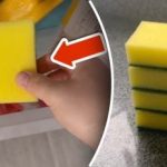 Varför lägga en svamp i frysen: ett enkelt trick eliminerar