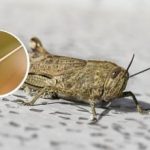 Vilka växter gräshoppor kommer att äta först: sättet att kontrollera